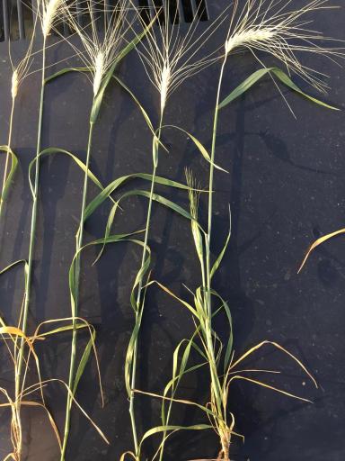 Пустой колос пшеницы - причины?