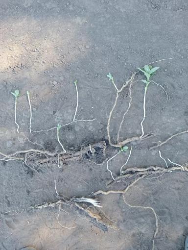 Ваточник сирийский.