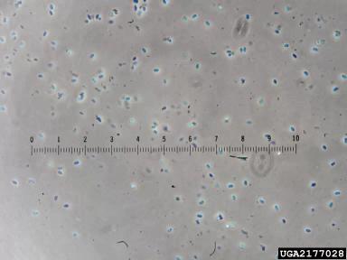 Фомоз подсолнечника