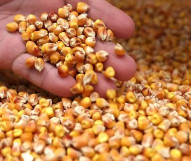 Кукуруза зерно DAP УлаанБаатар Монголия