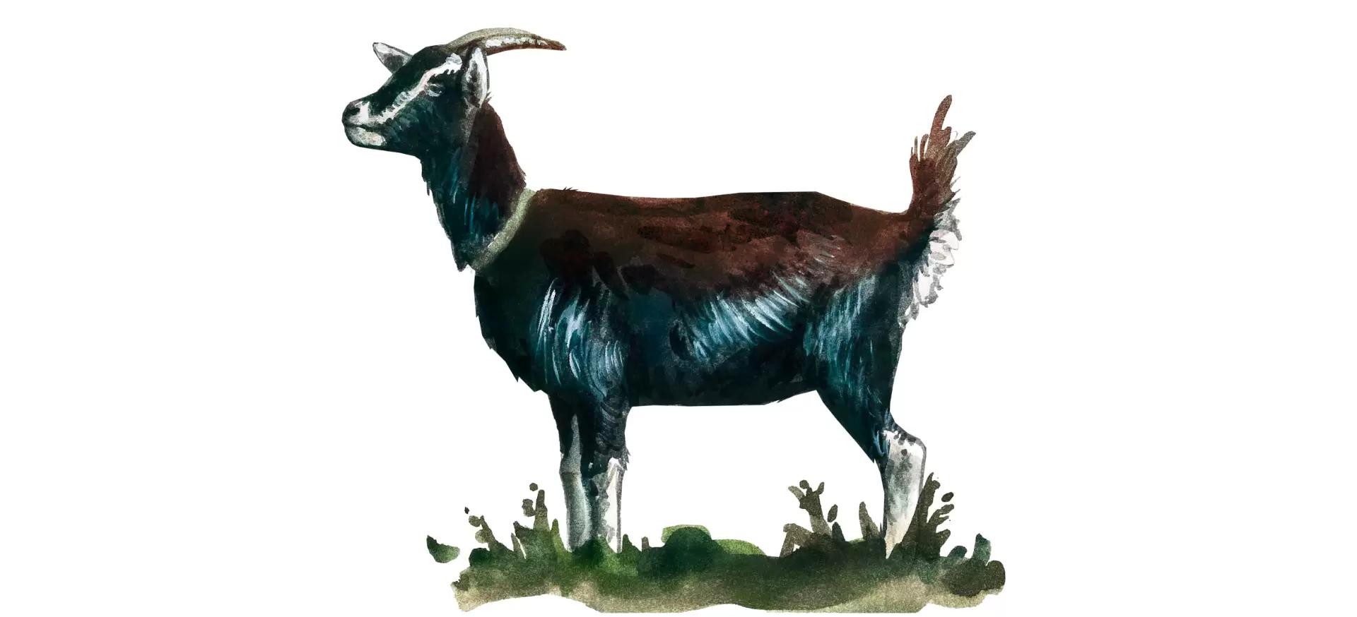 Граубюнденская лучистая