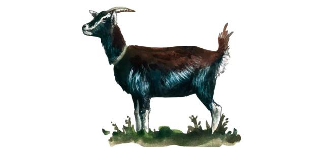 Граубюнденская лучистая