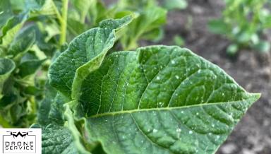 Приветствую аграрии! 