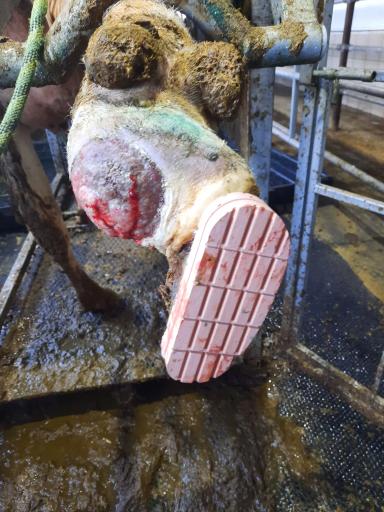 Лечение копыт: ампутировать, нельзя сдавать