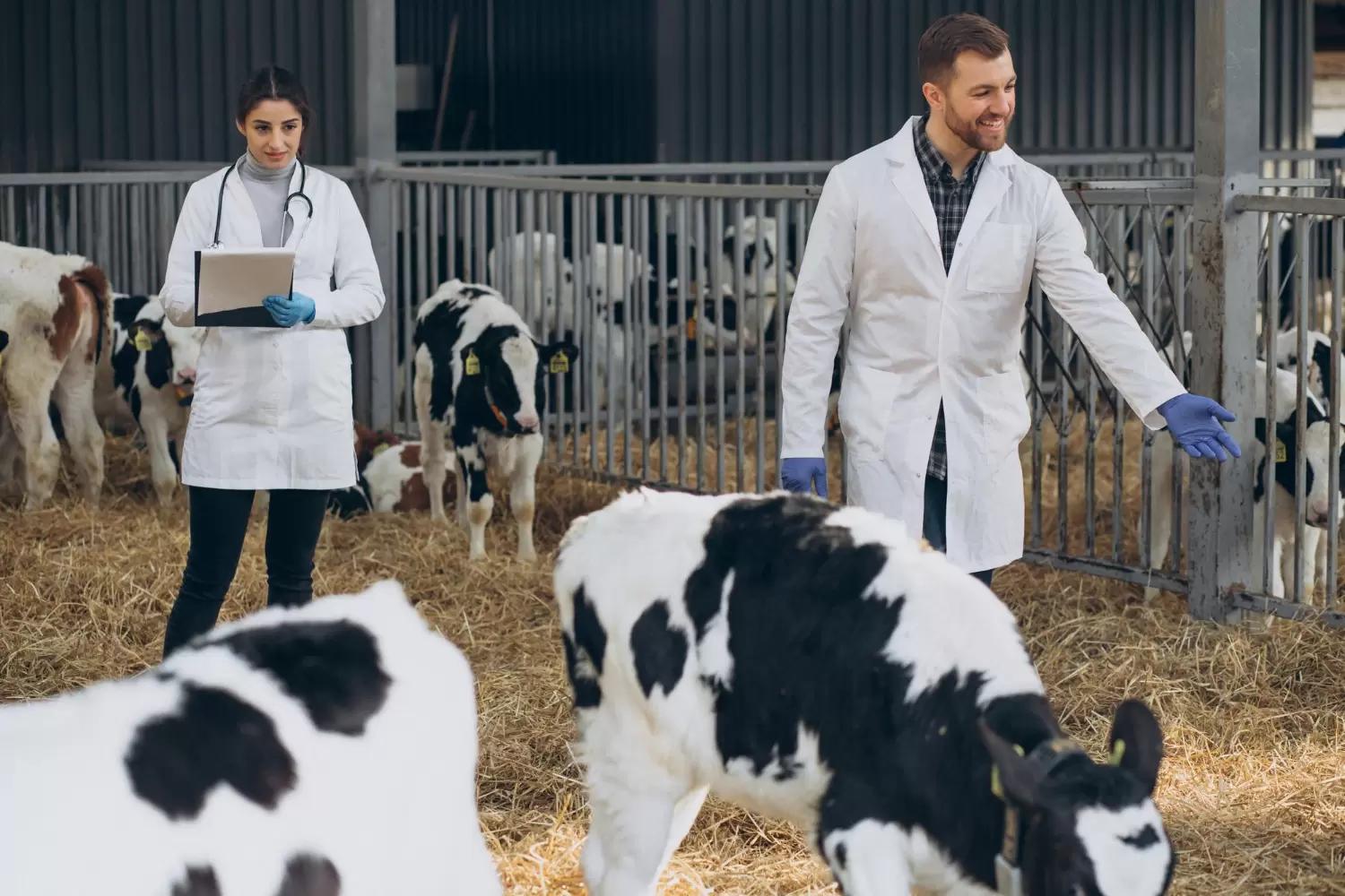 ФОРМИРОВАНИЕ МИКРОБИОТЫ ЖВАЧНЫХ