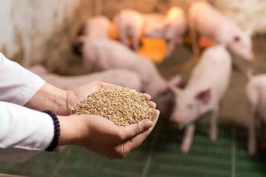 Размер частиц корма и его влияние на здоровье кишечника свиней