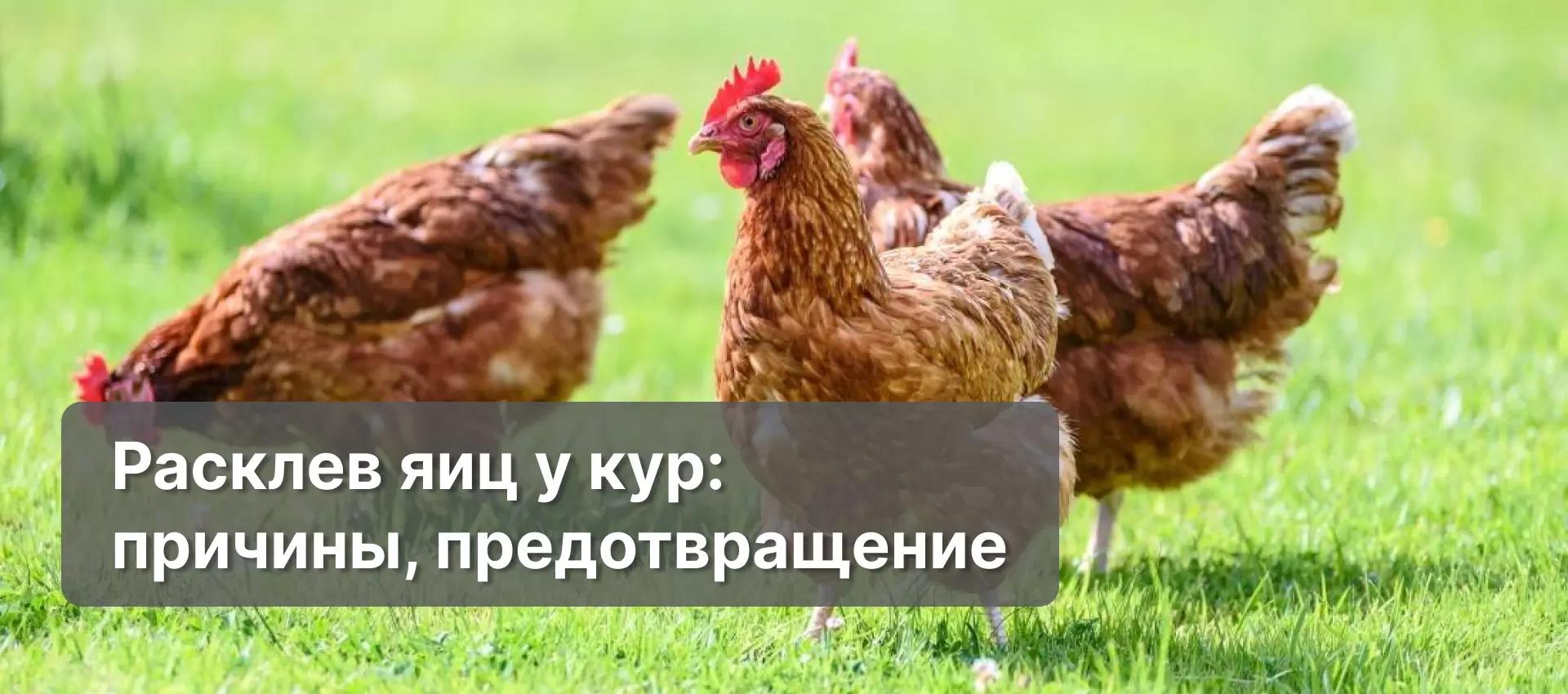 Расклев яиц у кур: причины, предотвращение