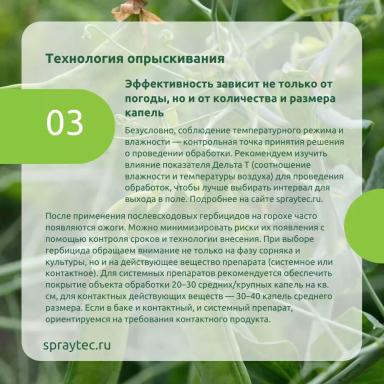 Послевсходовые гербициды: как потушить гербицидный стресс и сохранить горох