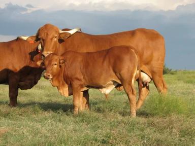 Африканер – порода коров