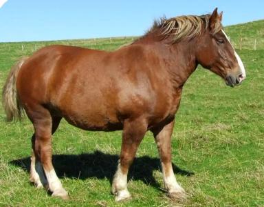 Бретонская порода лошадей