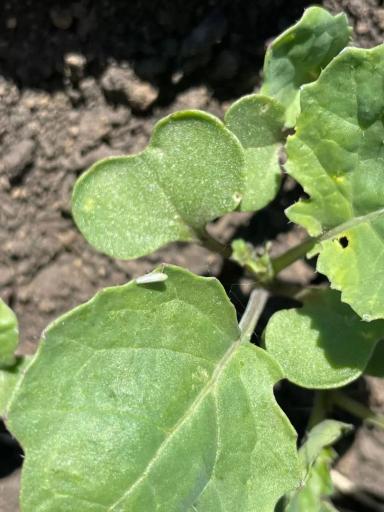 Вопросы из чатов: что за вредитель?