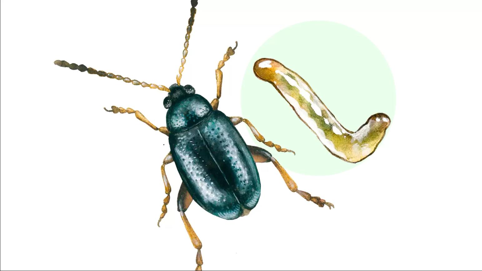 Льняные блошки