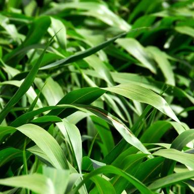 Нутрифид (NUTRIFEED)