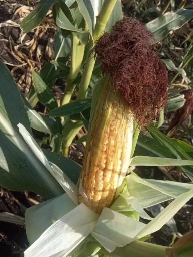 ЗЕТА 125 - гибрид кукурузы ( Zea mays L.).