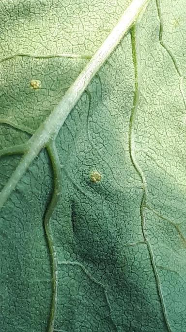 Ржавчина подсолнечника – фунгициды