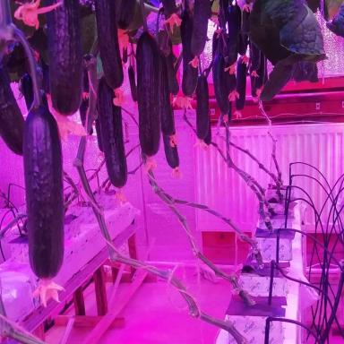 Огурец На Искуственном Освещении