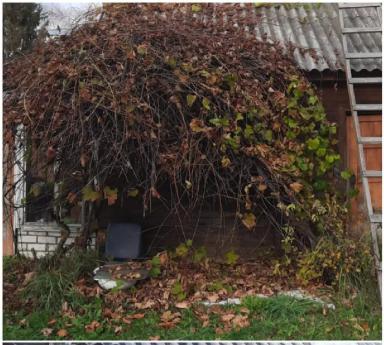 Опыт осенней омолаживающей обрезки винограда методом "на обратный рост"