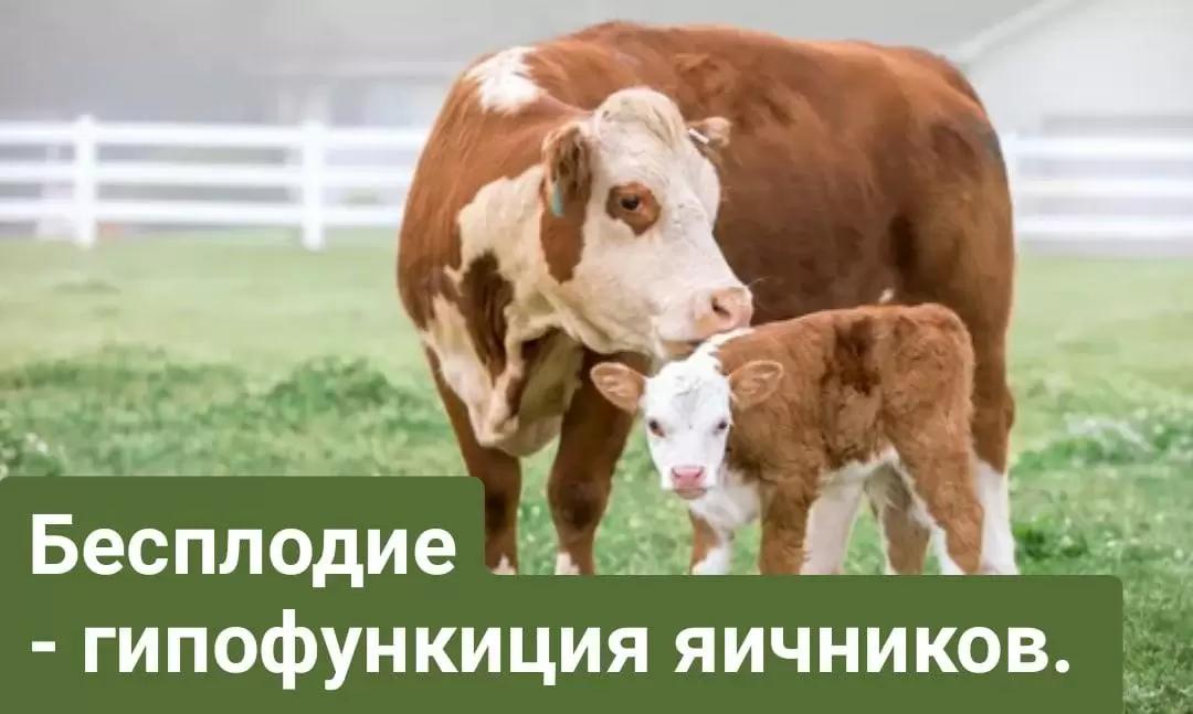 Бесплодие крс - гипофункция яичников. 