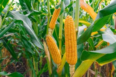 ЛГ 31261 гибрид кукурузы Лимагрейн