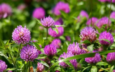 Клевер🍀 значение в хозяйстве и для почвы