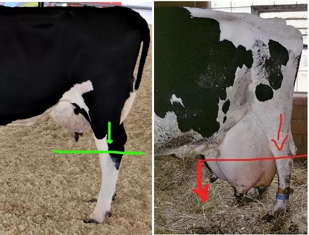 Открываю цикл коротких статей о болезнях вымени у животных. Связочный аппарат