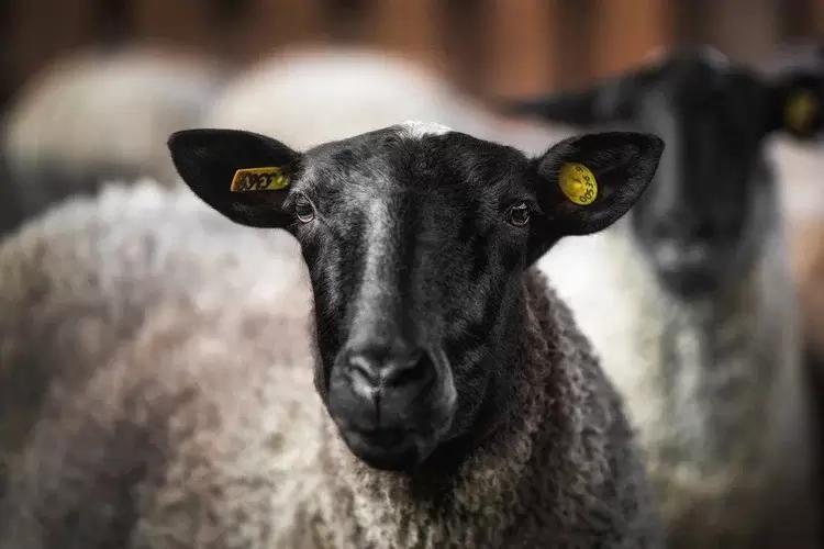 «Юрьевское» приняло участие в заседании Экспортного совета при губернаторе ЯО