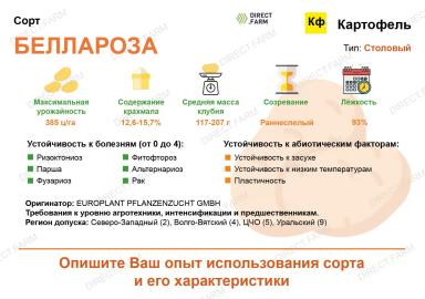 Беллароза (BELLAROSA) картофель