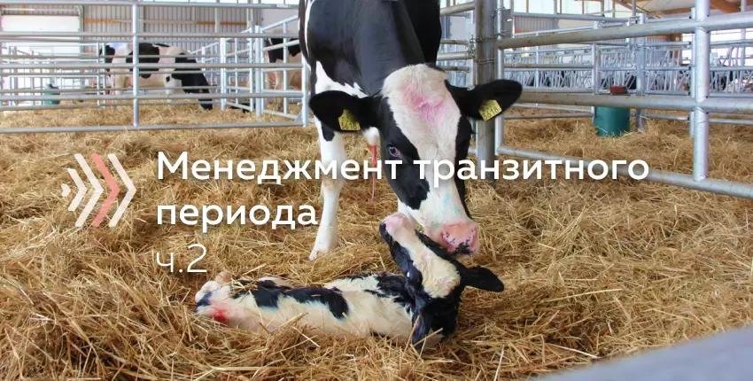 Рекомендации по работе с новотельными коровами 