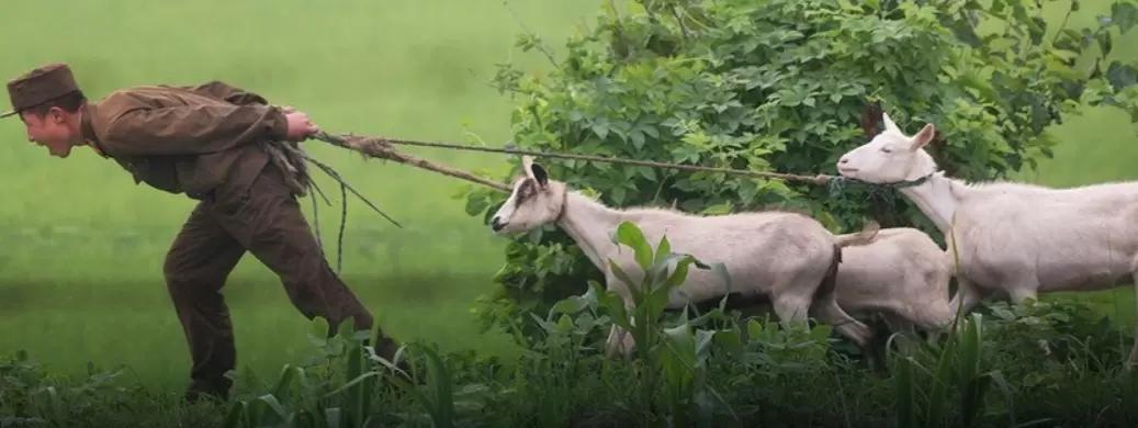 Из военных в аграрии