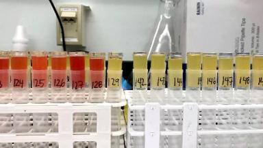 Прогнозирование горькой ямчатости