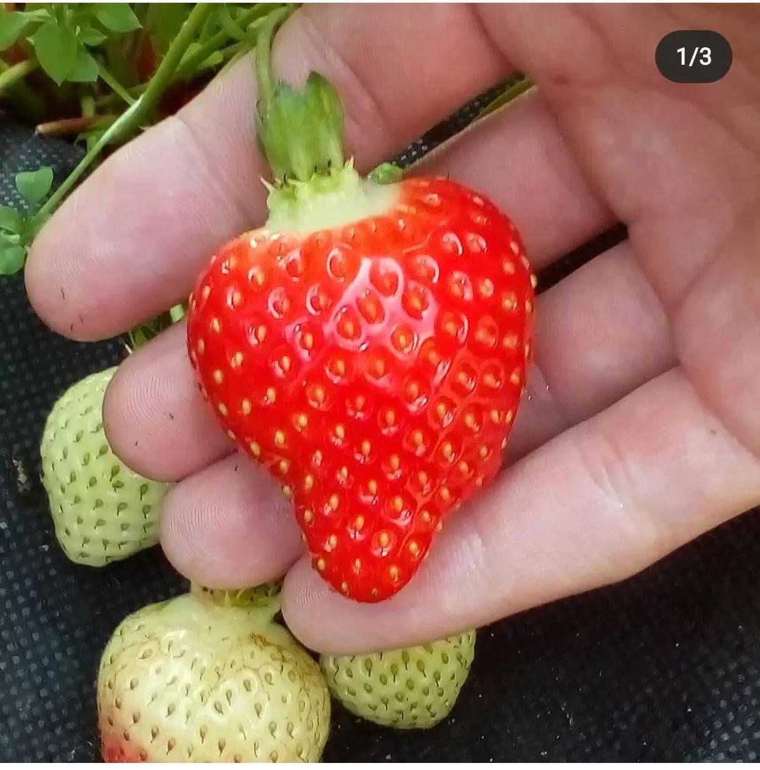 Клубника Того Года 