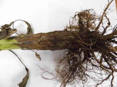 Фузариоз подсолнечника