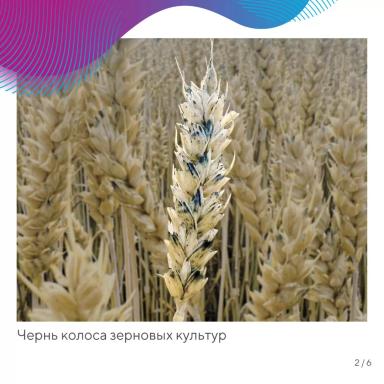 Чернь колоса зерновых культур – разбираем данное явление