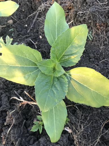 Нужна помощь специалиста: По подсолнечнику.