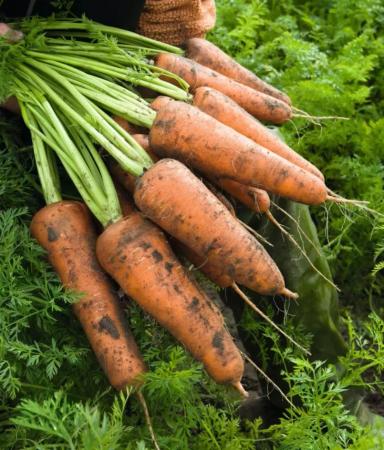 Кордоба F1 (CORDOBA)