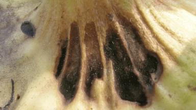 Альтернариоз подсолнечника