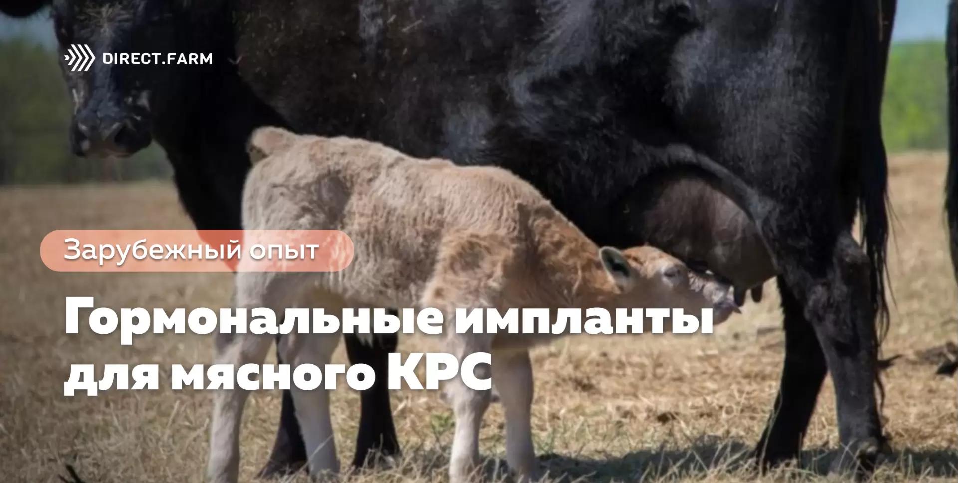 Гормональные импланты для КРС могут улучшить среднесуточный привес на 20%
