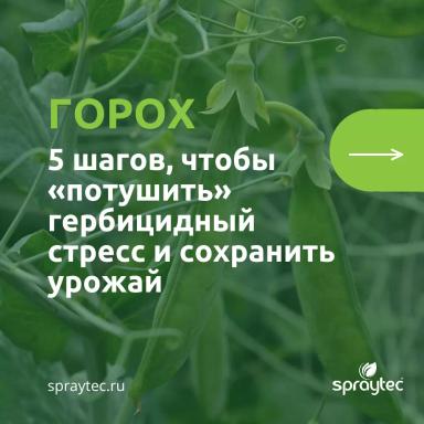 Послевсходовые гербициды: как потушить гербицидный стресс и сохранить горох