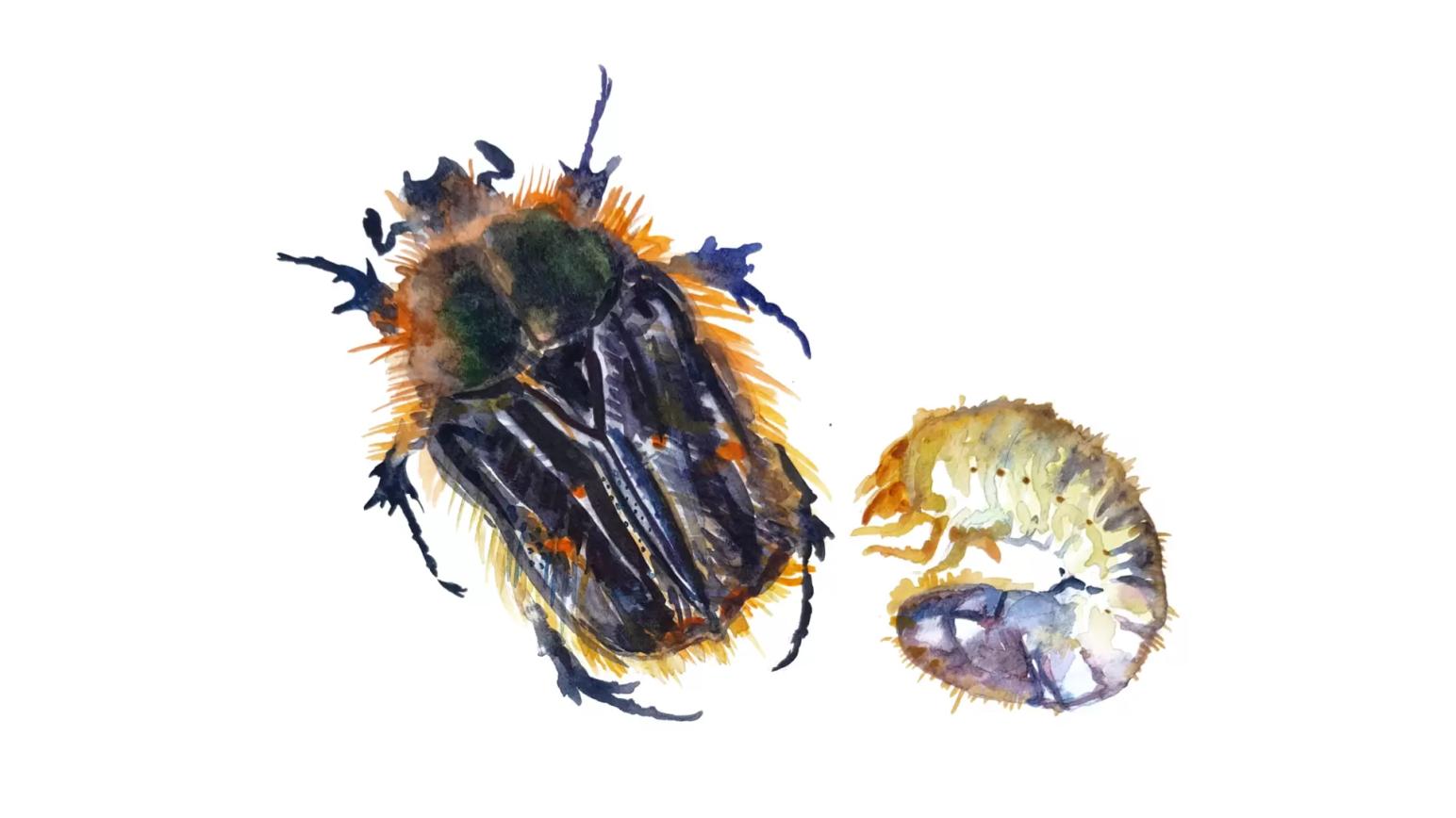 Олёнка мохнатая