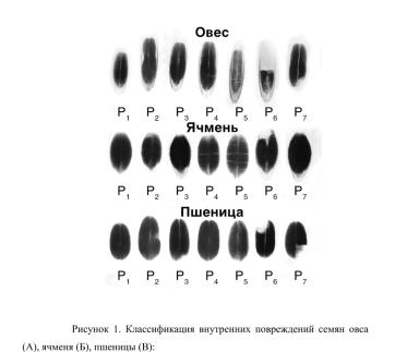 Исследование влияния травмирования семян на урожайность