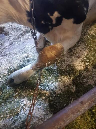 Рекомендации по устранению заболеваний конечностей у коров