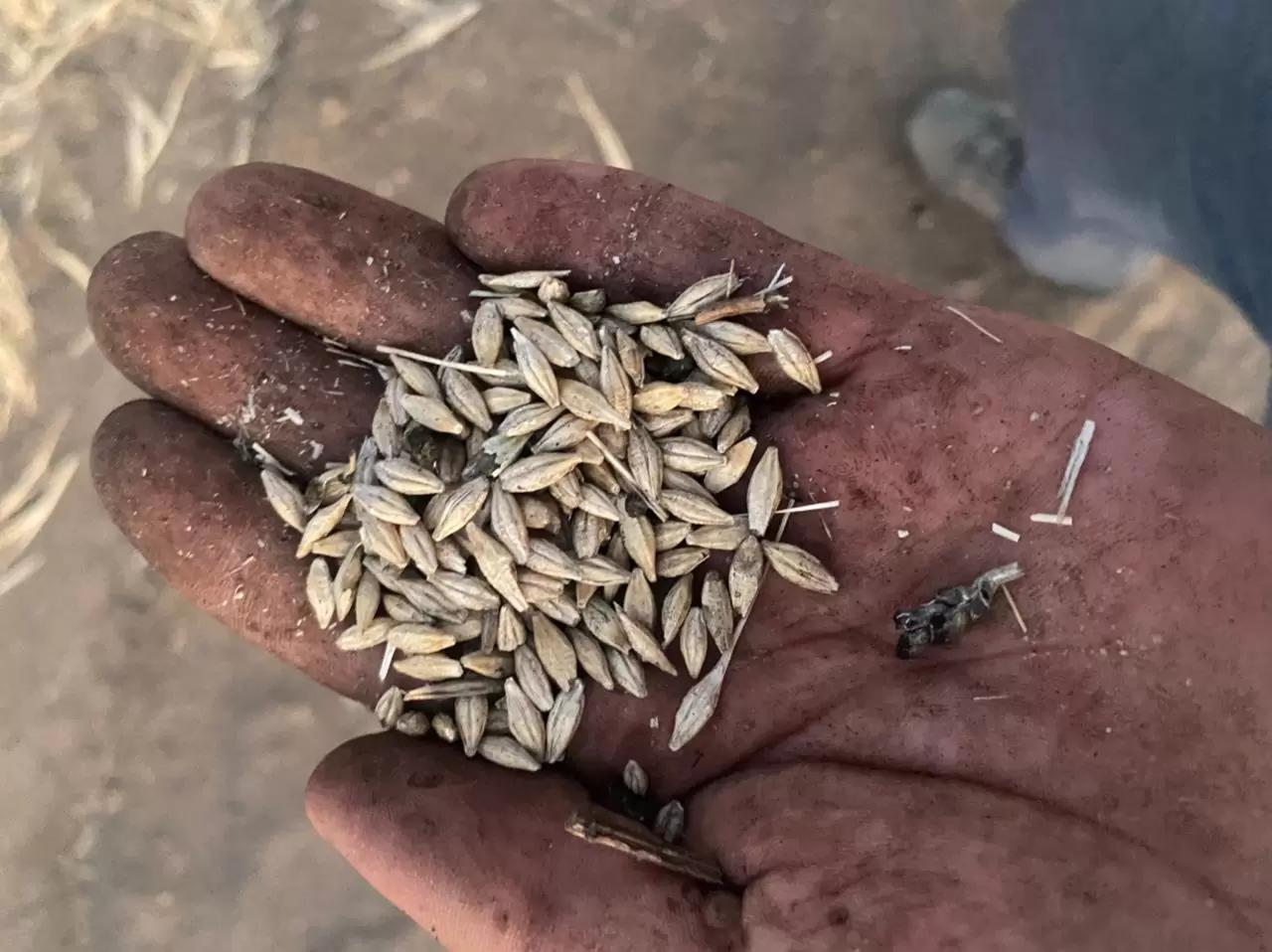 Вопросы из чатов: что с ячменем?