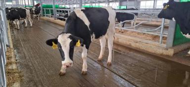 Hарезка бeтонных полов (Штроб/Канавки и текстурирование/фрезерование)