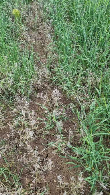 Мониторинг и борьба с вредителями