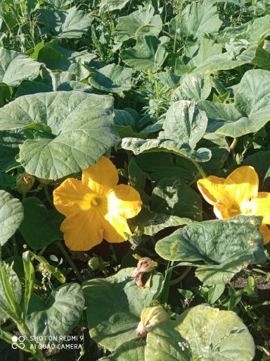 Разбор полетов 2023. Бахча