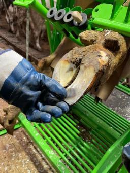 Терапевтическая обрезка копыт КРС