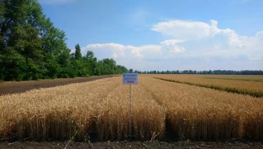 Шарм сорт мягкой озимой пшеницы