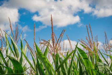 Фазы развития кукурузы. Внимание к деталям