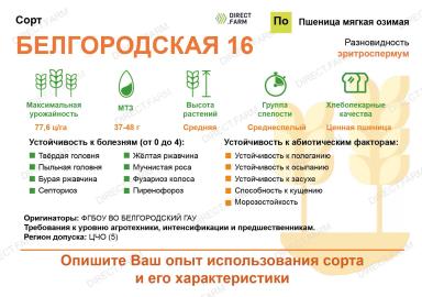 Белгородская 16 сорт мягкой озимой пшеницы