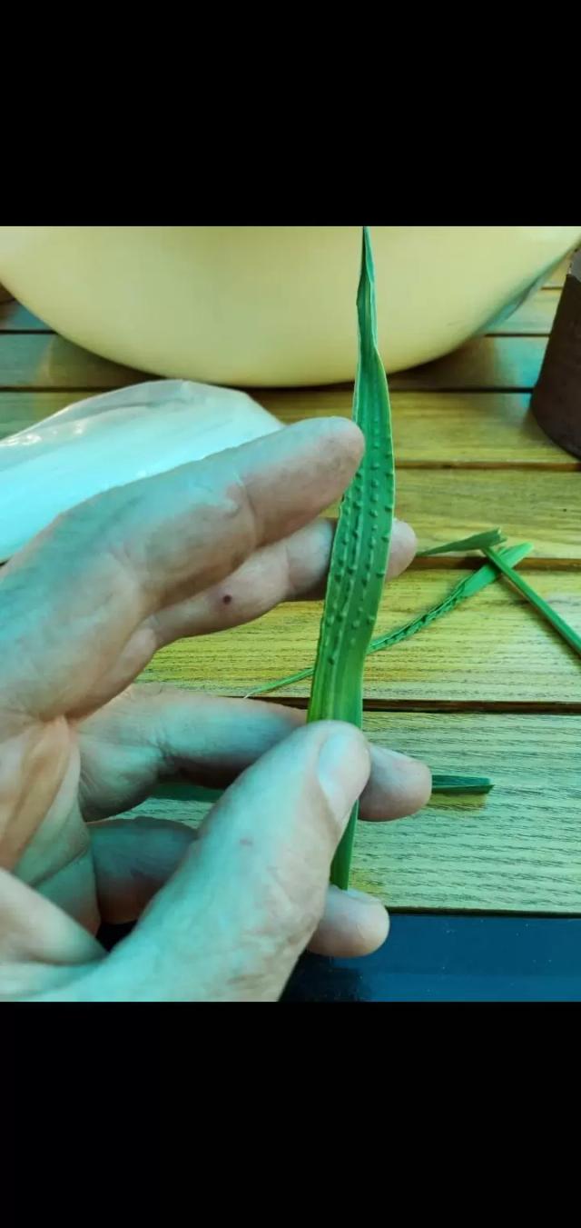 Повреждение озимой пшеницы 